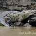 crocodile_american_tar_h_1451_cos2453.jpg